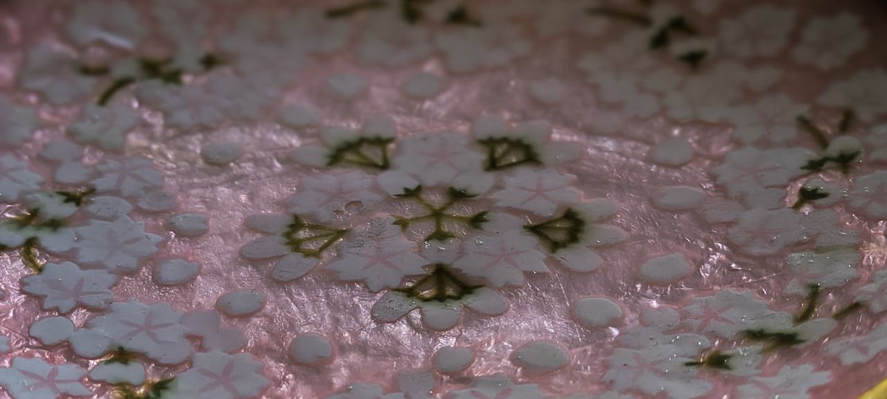 platito de capiz - sakura - Imagen 3